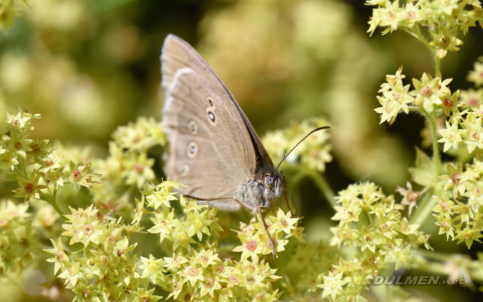 Speckled Wood (Pararge aegeria)